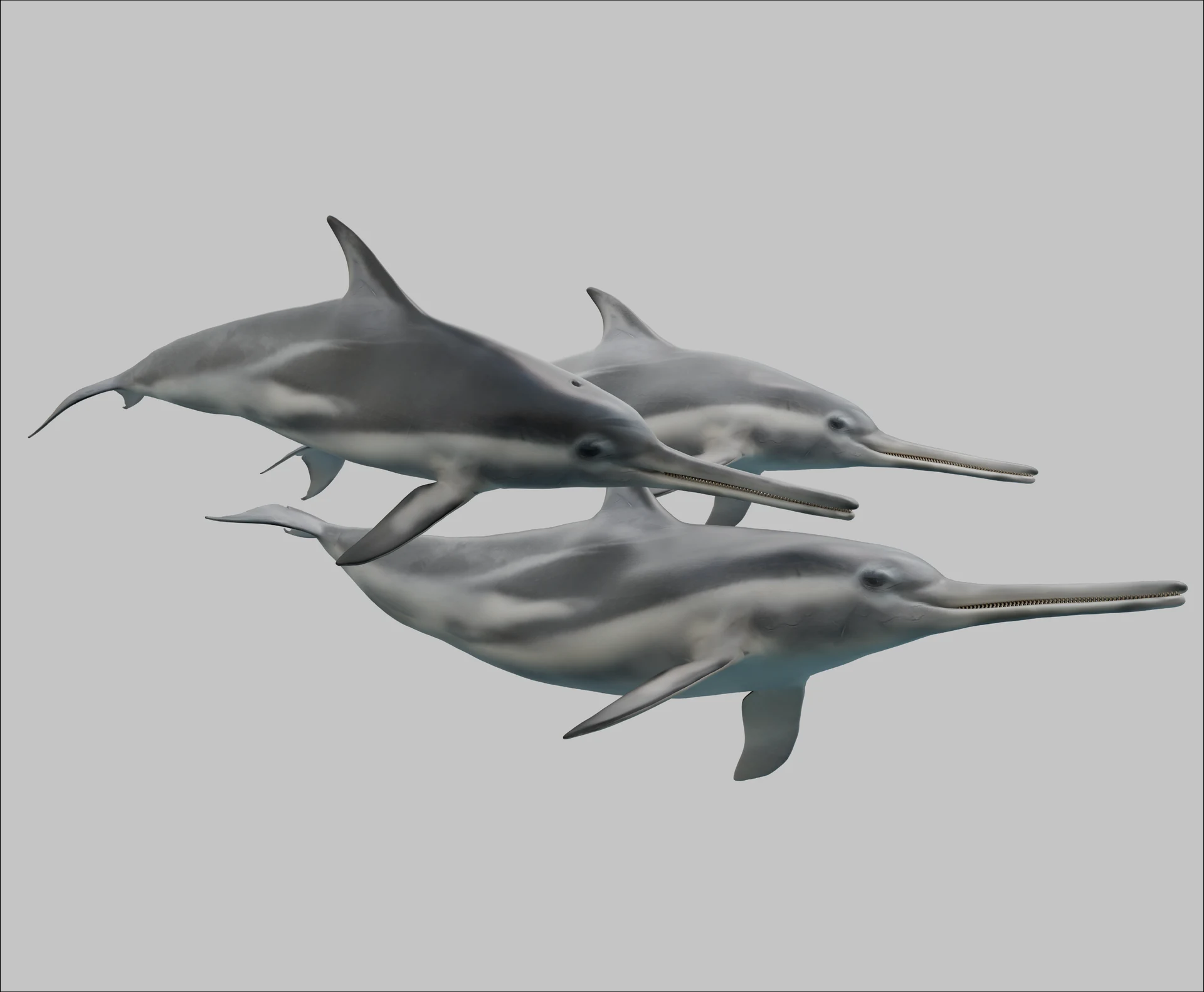 Scientific illustration project