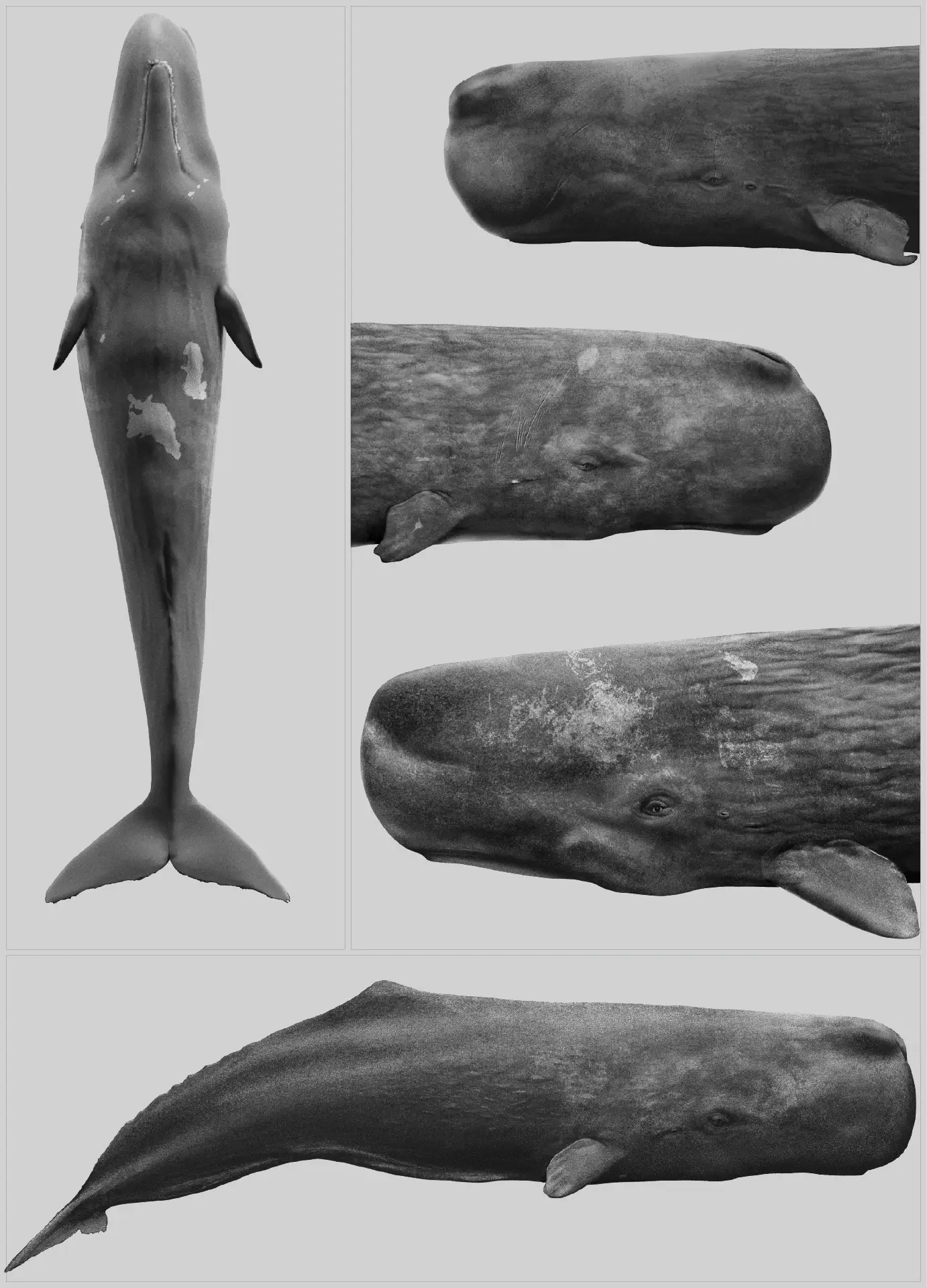 Sperm Whales of Dominica