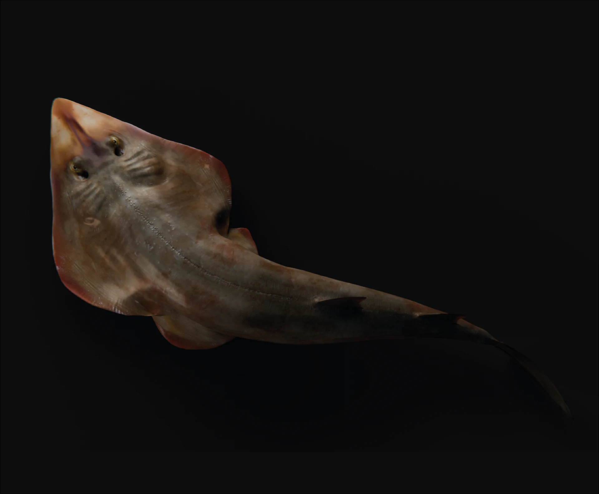 Scientific illustration project