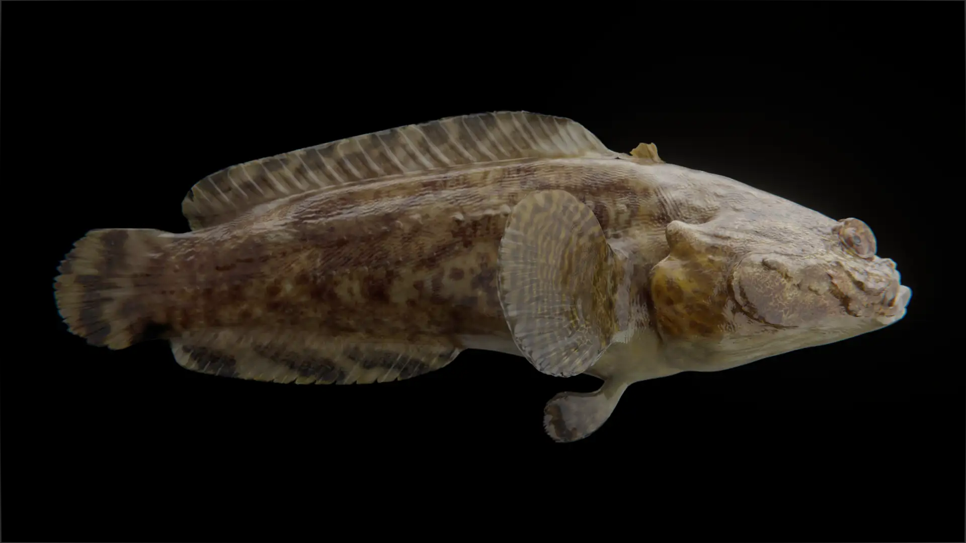 Scientific illustration project