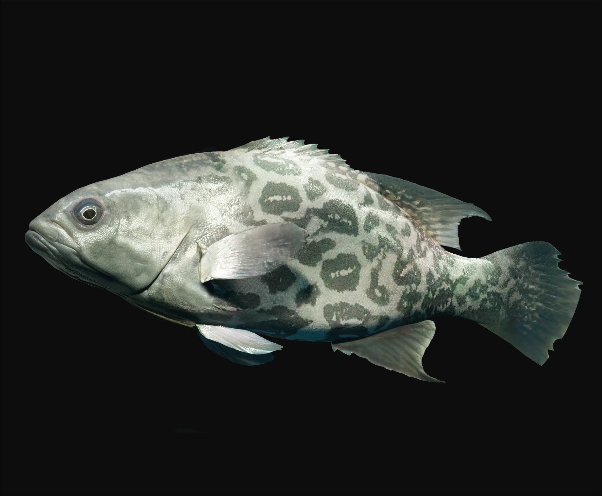 Scientific illustration project
