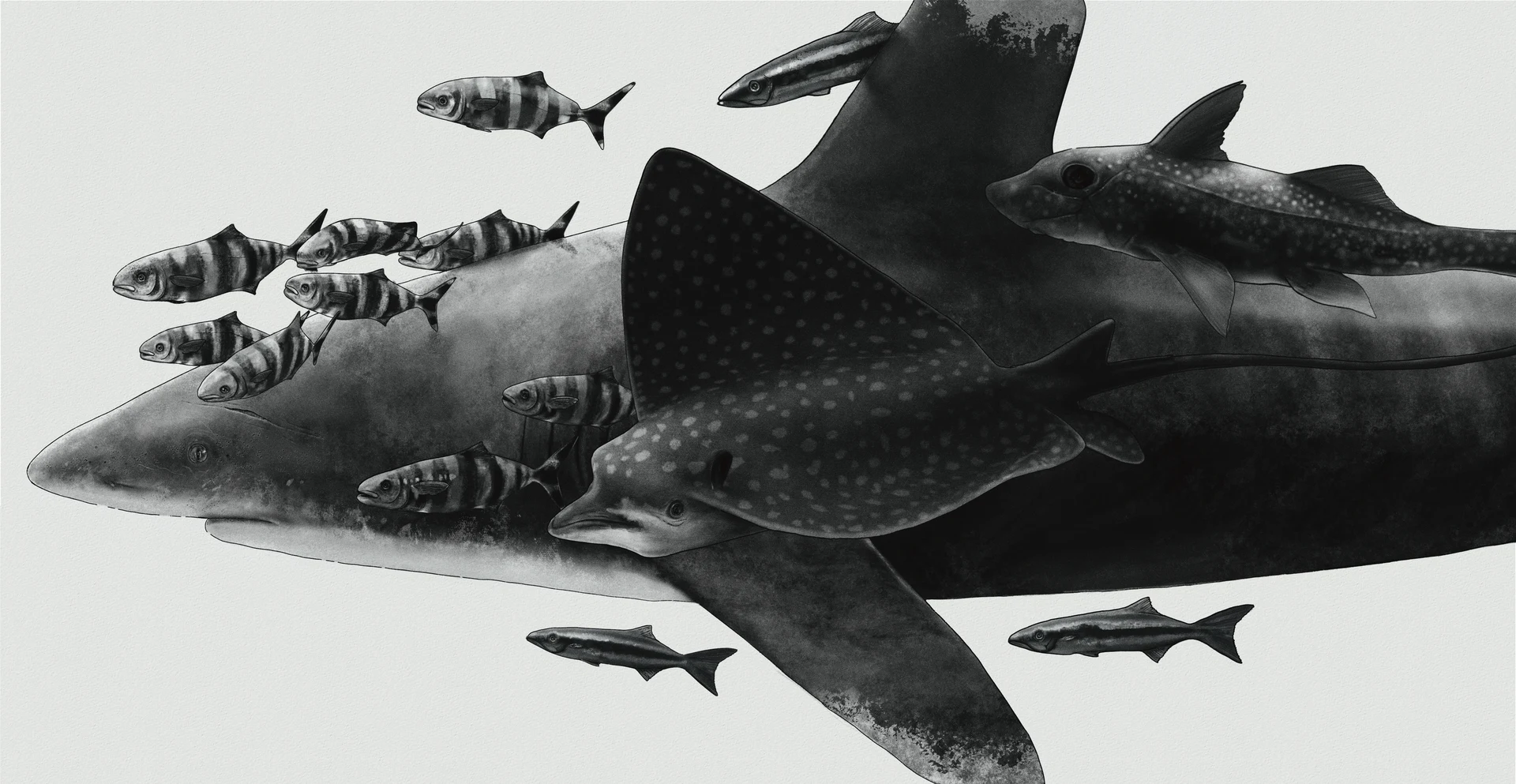 Scientific illustration project