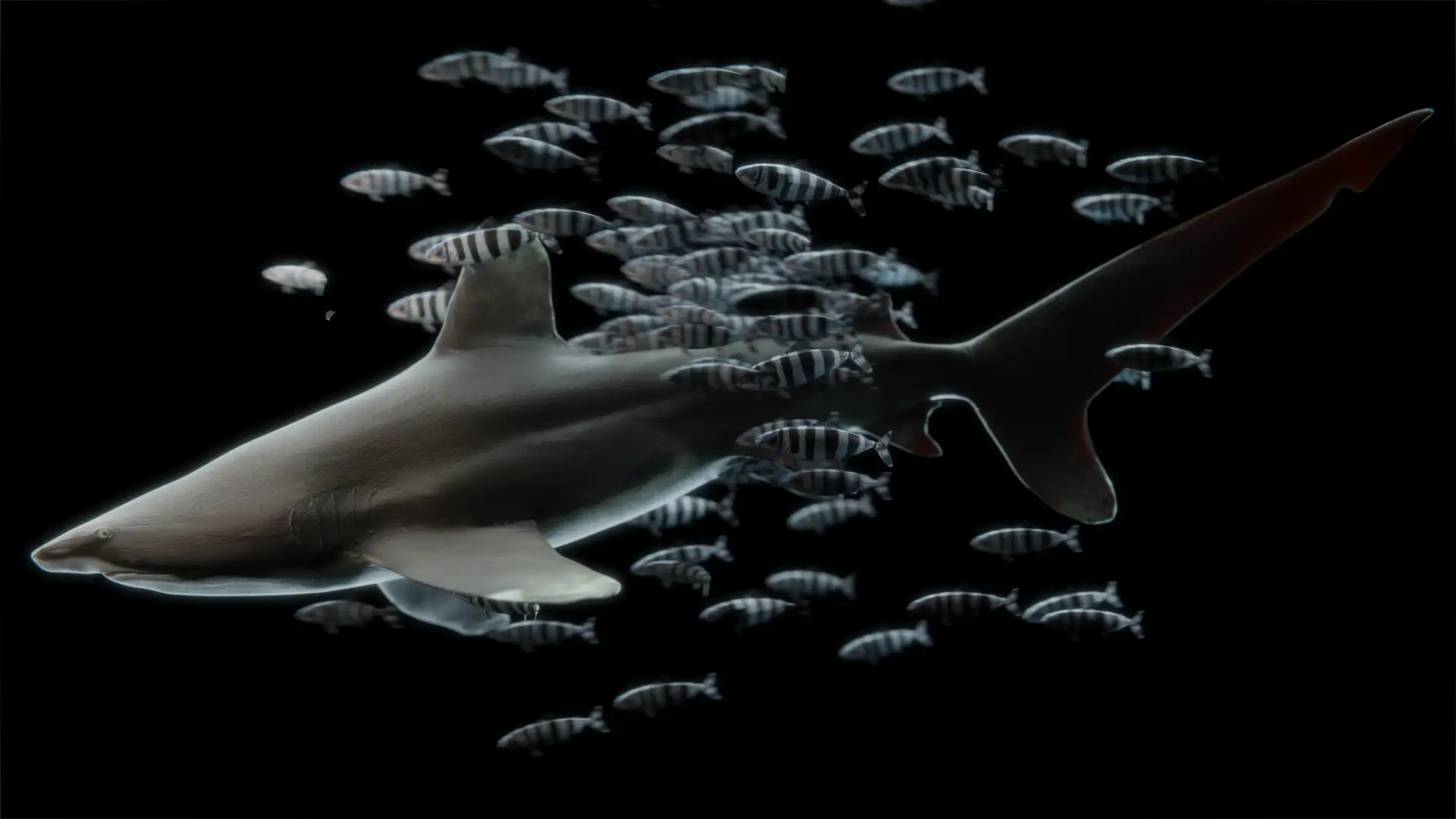 Scientific illustration project