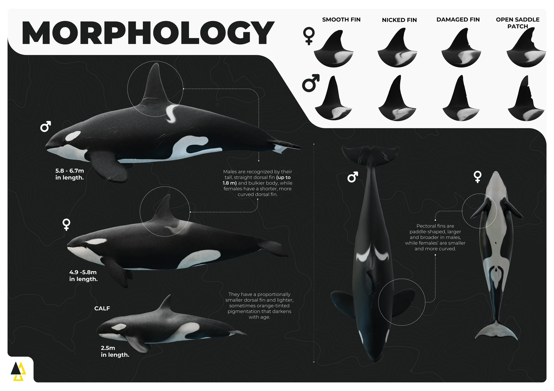 Valhalla Orca Expedition