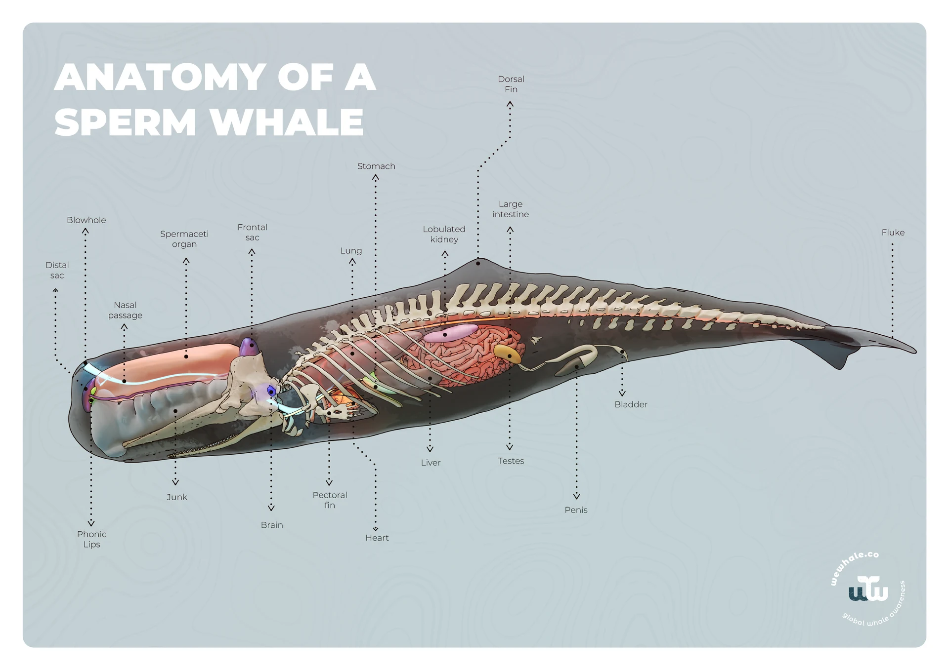 WeWhale
