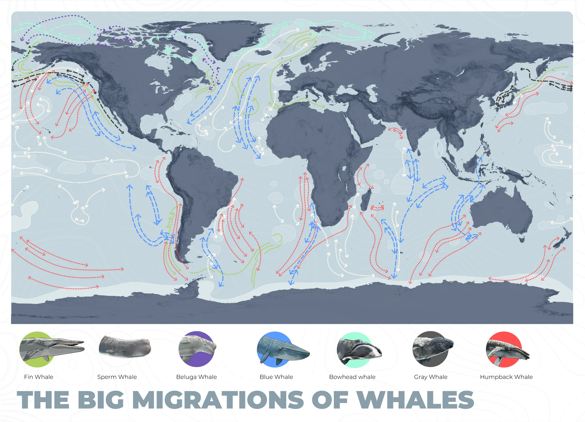 WeWhale