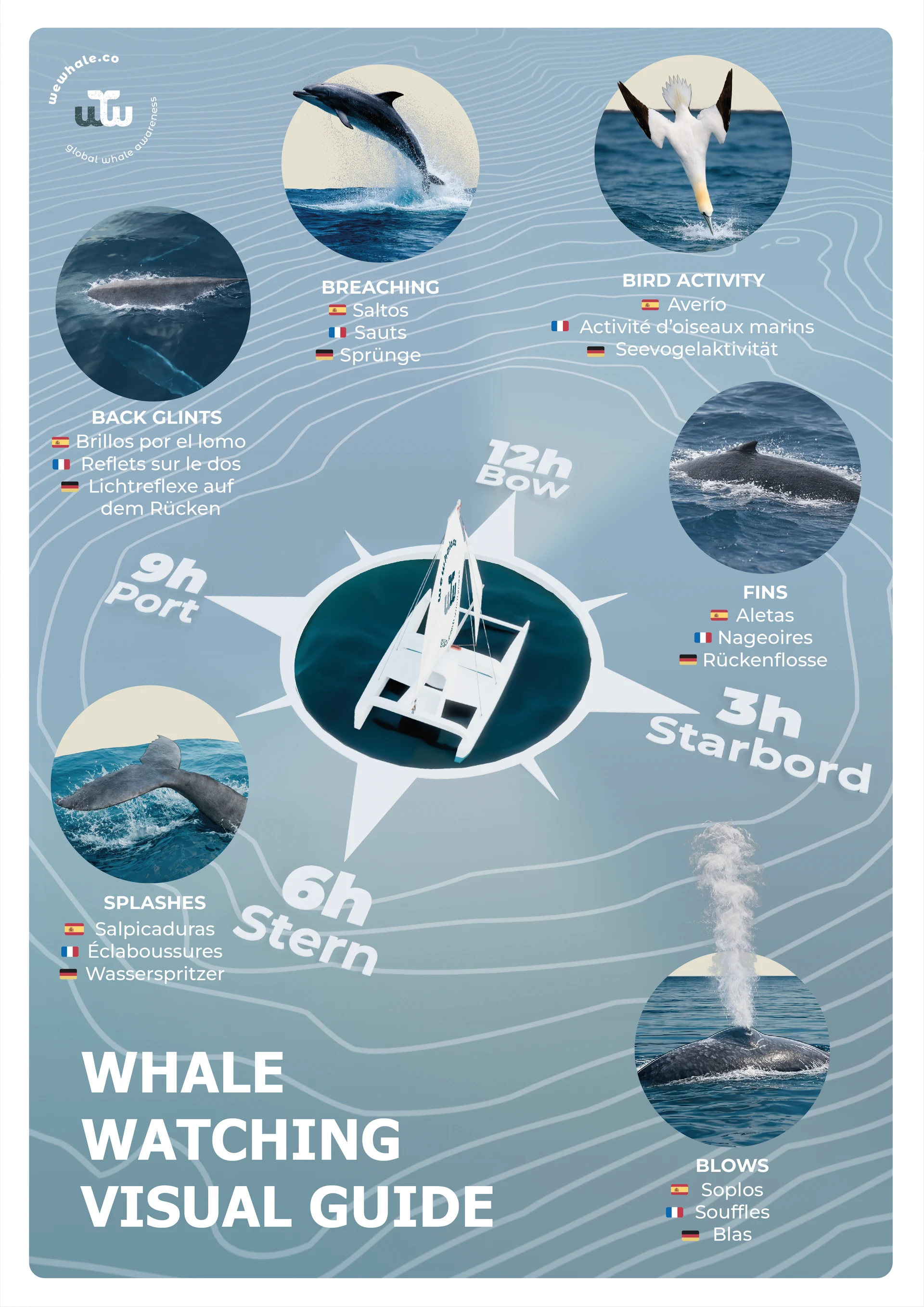 WeWhale
