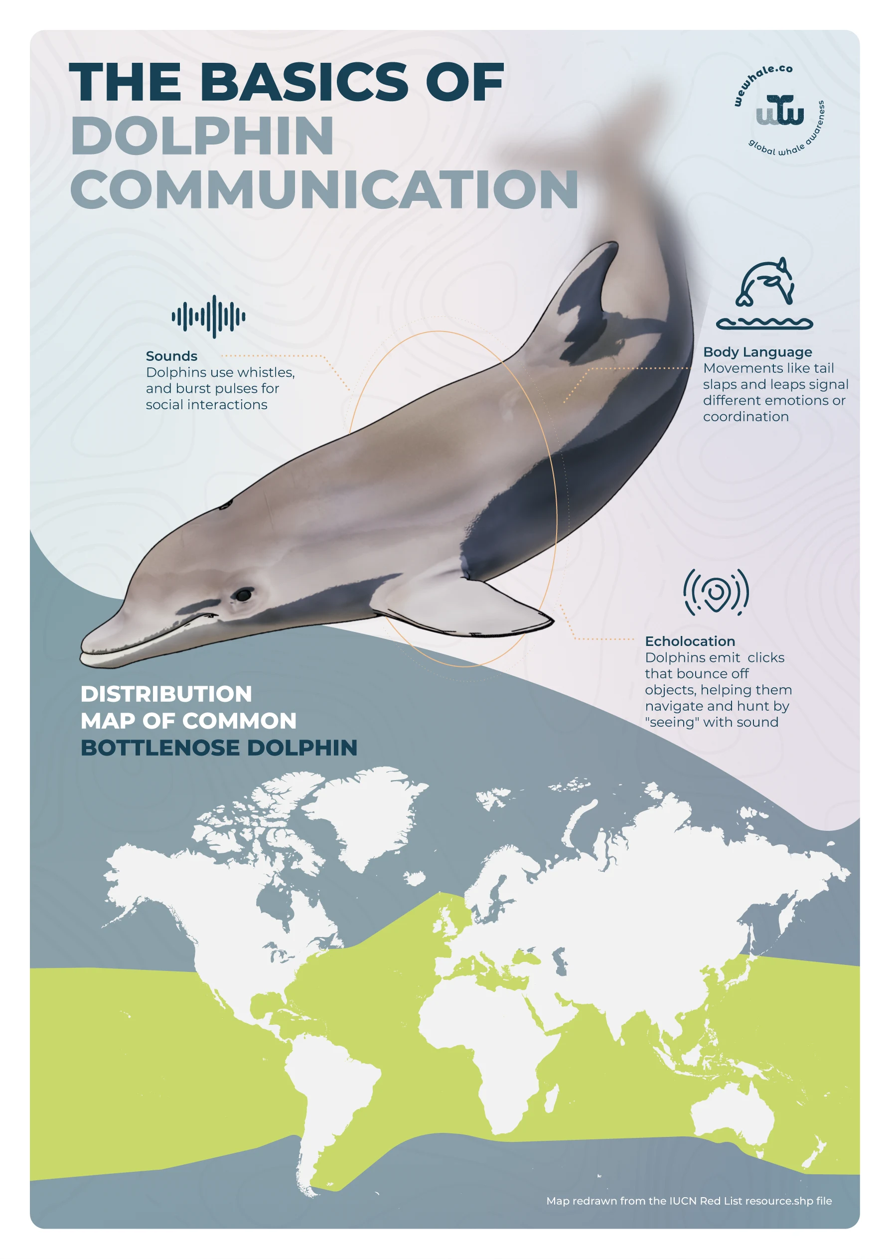 WeWhale