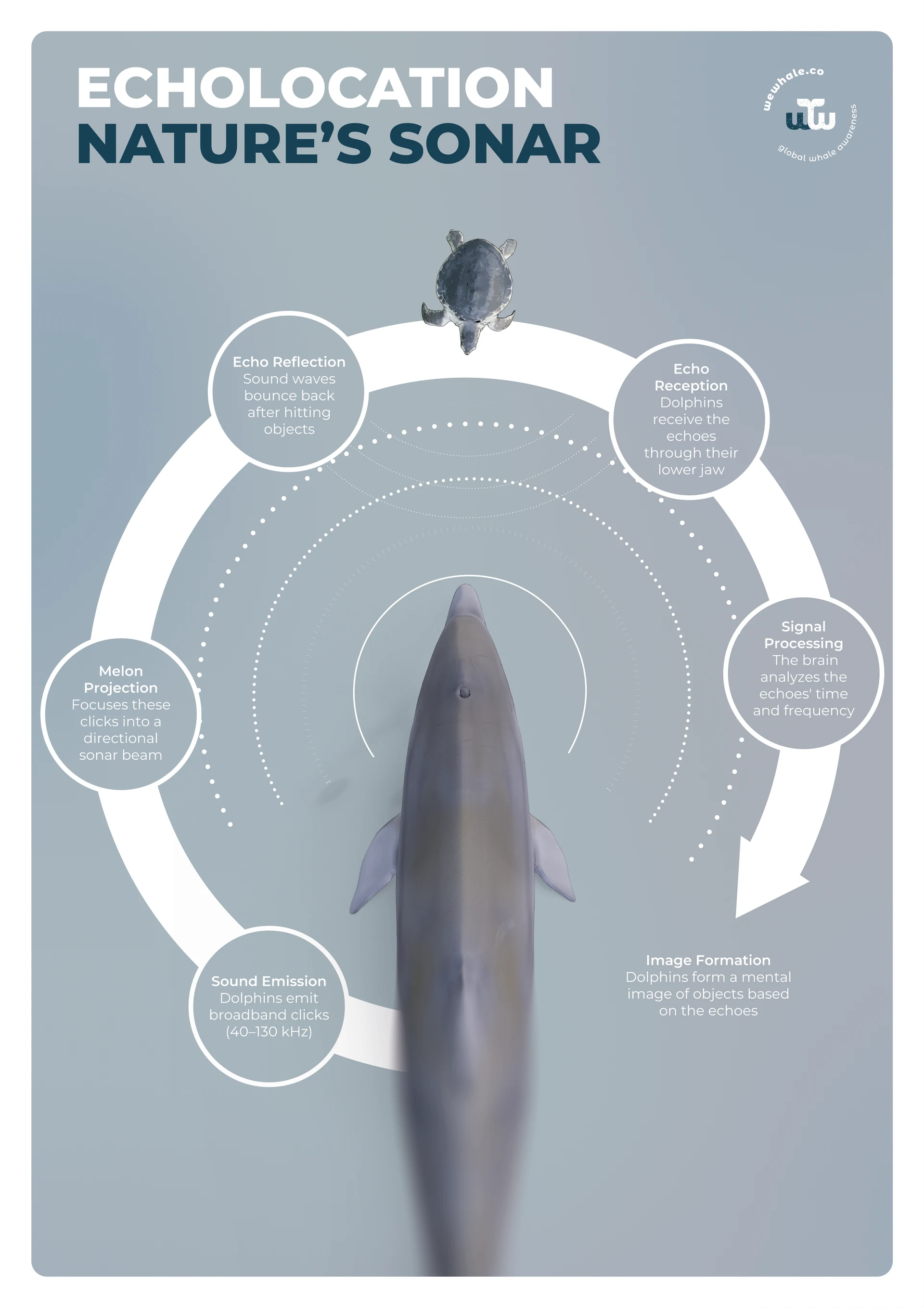 WeWhale