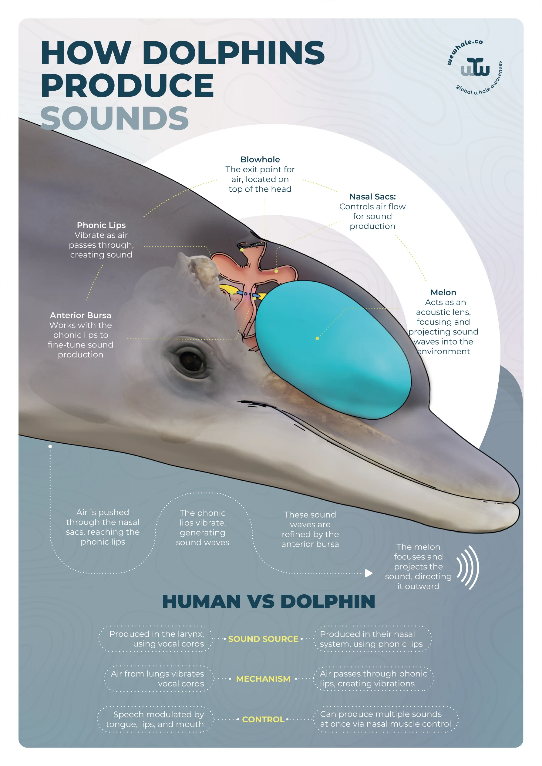 WeWhale